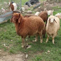 بزغاله و گوسفند چاق