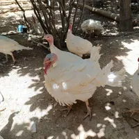 بوقلمون گوشتی|حیوانات مزرعه|بیرجند, |دیوار