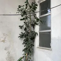 گل کاکتوس غول پیکر استثنائی با رشدی عجیب|گل و گیاه طبیعی|تهران, الهیه|دیوار