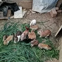 خرگوش قهوه ای زرد سفید نقره ای سیاه