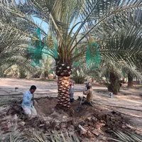 ** نخل خرما برحی و نهال باغی با کیفیت  **