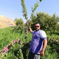 نهال های آلو شابلون اختری قطره طلا سیاه گلدانی|خدمات باغبانی و درختکاری|زنجان, |دیوار