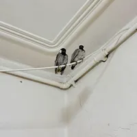 پرنده گم شده