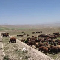 فروش  و یژه  زنده عید قربان  گوسفند نر|حیوانات مزرعه|تهران, مهرآباد جنوبی|دیوار
