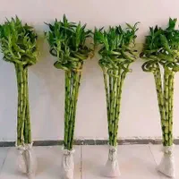 بامبو|گل و گیاه طبیعی|کرمان, |دیوار
