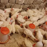 مرغ تخم گذار جوان