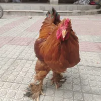 مرغ و غاز