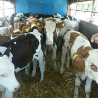 مرکز فروش و پخش گوساله سیمینتال استان گلستان|حیوانات مزرعه|خمینیشهر, |دیوار