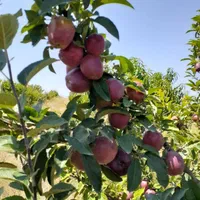 فروش زمین ۶ هکتار