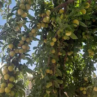 فروش باغ شهری کوهمره سرخی|فروش خانه و ویلا|شیراز, شهرک فرهنگیان|دیوار