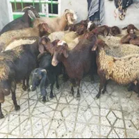 گوسفند‌ چاق‌ کشتاری