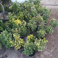 سمپاشی وباغبانی درکل نقاط تهران(سم سوسک وساس )|خدمات باغبانی و درختکاری|تهران, فرمانیه|دیوار
