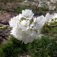 باغ زمین کشاورزی 460متری پل زمانخان|فروش دفتر صنعتی، کشاورزی، تجاری|شهرکرد, |دیوار