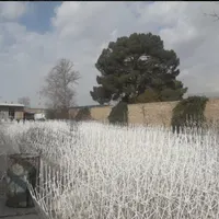 حفاظ شاخ گوزنی بدون واسته مستقیم از تولیدی