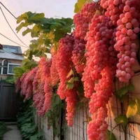 خدمات باغ وباغبانی درشاهین شهر