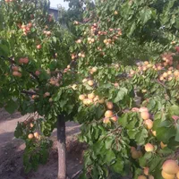 سمپاشی باغبانی درختکاری هرس وگل کاری وشمشادزن وچمن|خدمات باغبانی و درختکاری|تبریز, |دیوار