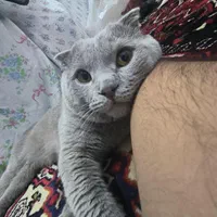 گربه اسکاتیش نر