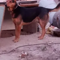سگ ژرمن