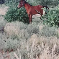 اسب کره