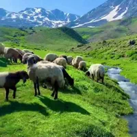 پخش سراسری گوسفند زنده باقصاب تحویل در محل شما|حیوانات مزرعه|تهران, ستارخان|دیوار