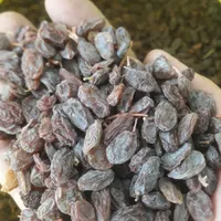 کشمش آفتابی شیرین شهددار