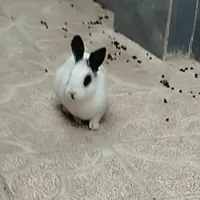 خرگوش