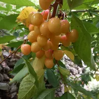 ۱۲۰۰متر باغ ۳۵کیلومتری جاده چالوس،روستای مورود|فروش زمین و ملک کلنگی|آسارا, |دیوار