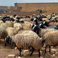 مجـموعه شال ژَن ارسال  گوسفند suoee بره های چندقل|حراج|فردوس (خراسان), |دیوار