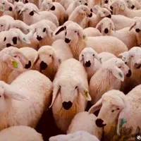 فروش گوسفند زنده غرب تهران چاق|حیوانات مزرعه|تهران, فلسطین (میدان انقلاب)|دیوار