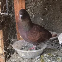 کبوتر گمشده محدوده آزادشهر.