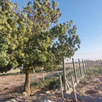 ۵۰۰ متر زمین فنس کشیده شده+آبیاری قطره ای