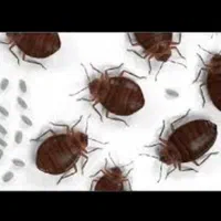 سمپاشی ساس سوسک کنه سم پاشی یک جلسه ریشه کن تضمین|خدمات نظافت|مشهد, شهید معقول|دیوار
