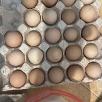 تخم شاخدار در دو رنگ و نطفه دار تضمینی