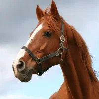 خرید و فروش اسب تروبرد دوخون ترکمن