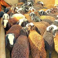 نرینه قلم آبی بشرط نصفه گوشت درجه تخفیف ۵٪|حیوانات مزرعه|مشهد, توس (بلوار توس)|دیوار