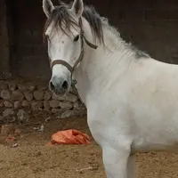 فروش دو اسب