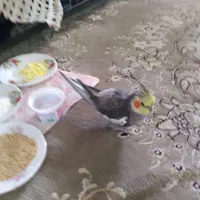 عروس هلندی گم شده