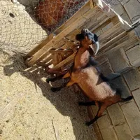 کهره آلپاین،مورسیا،دورگ سانن