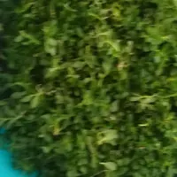 خدمات سبزی خورشتی آشی وپیاز وترش واش خدمت