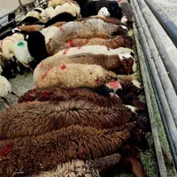 فروش گوسفند زنده باباسکول دیجیتال زیرنظر شهرداری|حیوانات مزرعه|تهران, خانی‌آباد|دیوار