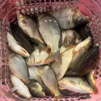کپورطلایی اصلاح نژاد شده و بچه ماهی آمور