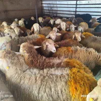 گوسفند زنده.به تمام نقاط تهران...|حیوانات مزرعه|تهران, جیحون|دیوار