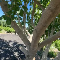 باغ و باغچه_چهاردیواری_تک برگ_کوچه باغی