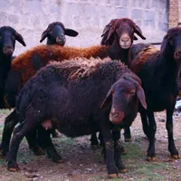 دام ایرانی برای عید موجود