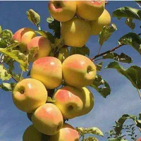 فروش انواع نهال اصلاح شده از یکساله تا پنج ساله