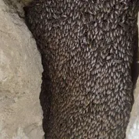 عسل‌های ارگانیک در انواع مختلف|خوردنی و آشامیدنی|شاهین‌شهر, فردوسی|دیوار