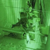قناری اگات نروماده 1جفت ویک جفت نروماده رسمی