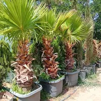 نهال میوه و زینتی، بن بالا|خدمات باغبانی و درختکاری|کرج, کلاک بالا|دیوار