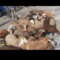 فروش گوسفند زنده بره جهت نذری.عقیقه ومصارف خانگی|حیوانات مزرعه|اصفهان, لاله|دیوار