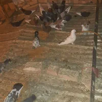کفتر معاوضه دارم با گوشی و چیزای دیگه